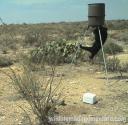 Black Bear at West Texas Deer Feeder