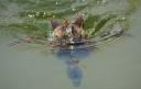 Ducks Found in the Highland Lakes of Central Texas