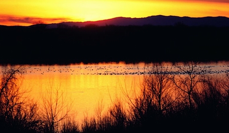 Ducks Found in the Highland Lakes of Central Texas