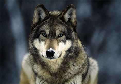 Grey wolf