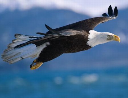 Bald Eagle - Once an Endangered Species