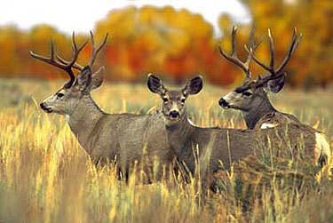 TPWD Looks to Expand Panhandle Mule Deer Season