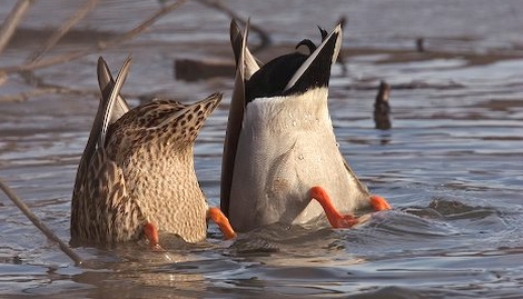 Chufa FFood Plots for Turkey and Ducks