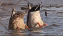 Ducks Found in the Highland Lakes of Central Texas