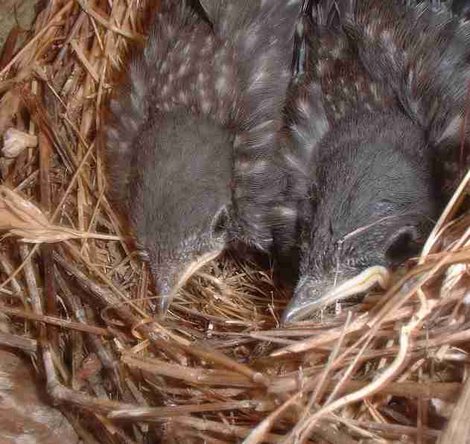 Baby Bluebirds