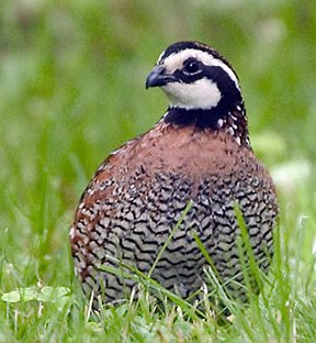 Bobwhite quail