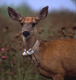 Deer with radio collar