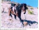 Mule kills mountain lion