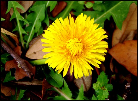 Spring flower