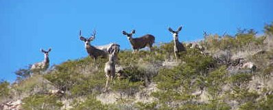Mule Deer - Texas Hunting Accidents
