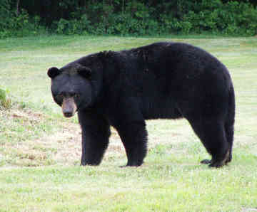 Black bear are moving across the border and into Texas