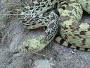 Bullsnake