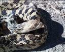 Bullsnake