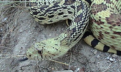 Bullsnake