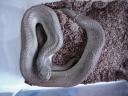 Eastern Hognose Snake