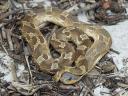 Eastern Hognose Snake