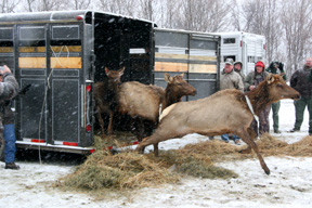 Elk Released at Royal Blue WMA