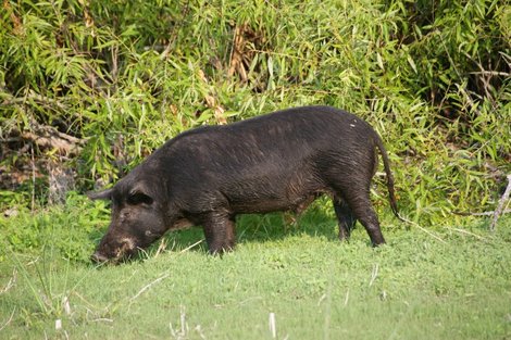 Feral Hogs in the city