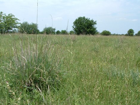 New Reference Manual for Warm-Season Grasses