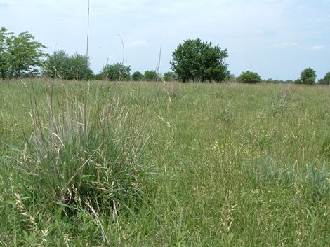 Habitat Management - Lampasas River Watershed Protection Plan