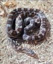 Great Plains Rat Snake