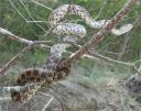 Great Plains Rat Snake
