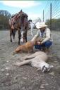 Mountain lion snared in Kerr County, Texas