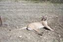 Mountain lion snared in Kerr County, Texas