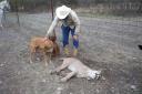 Mountain lion snared in Kerr County, Texas