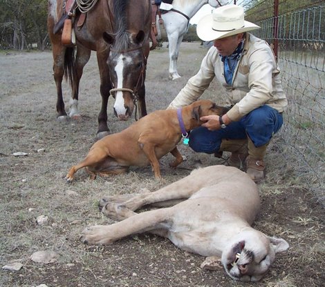 Mountain lion snared in Kerr County, Texas