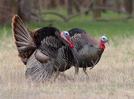 Score your wild turkey