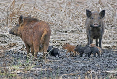 Texas has new regulations proposed that effect hogs