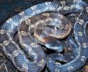 Texas Rat Snake