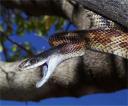 Texas Rat Snake