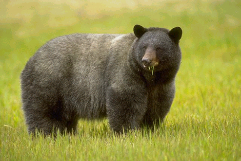 Woman attacked by bear in Lycoming County