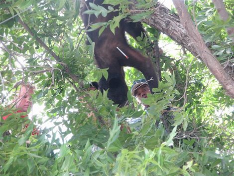 A black bear was darted in Del Rio, Texas