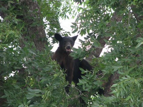 A Black Bear in Del Rio, Texas