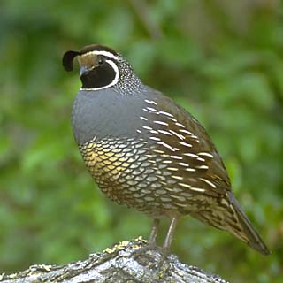 Gambel’s Quail