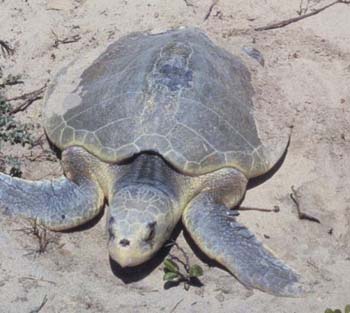 Kemp’s Ridley Sea Turtle