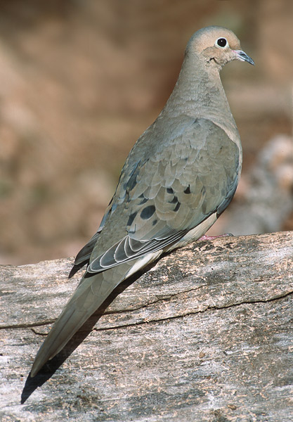 Dove season is big in Texas