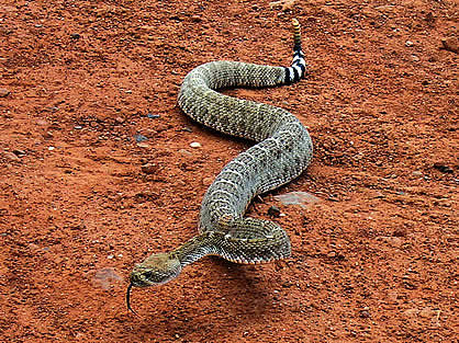 Rattlesnake on the move
