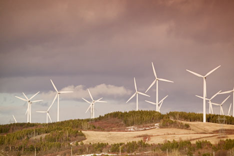 Wind Power and wildlife