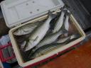 Lake Texoma Striper Fishing