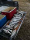 Lake Texoma Striper Fishing