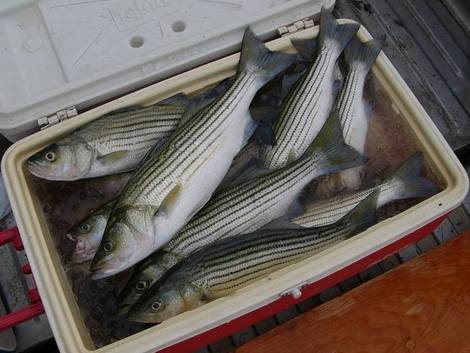 Lake Texoma Striper Fishing