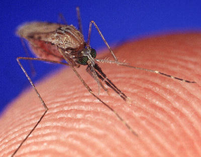 Prevent West Nile Virus by avoiding mosquito bites
