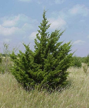 Texas’ cedar could bank carbon and fight global warming