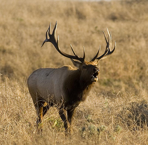 Bull elk bugling