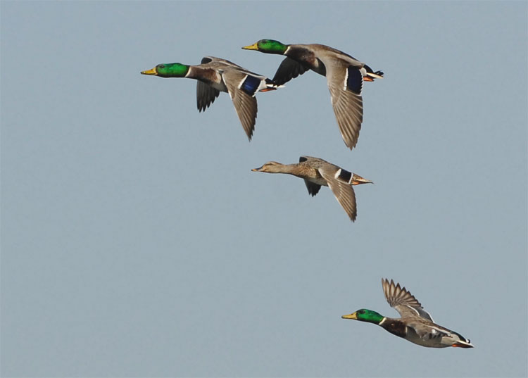 Mallards in flight!