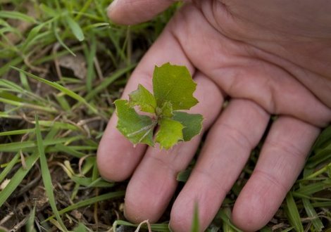 Plant seedlings native to central Texas for best success